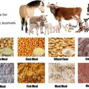 ANIMAL FEED WHOLESALE