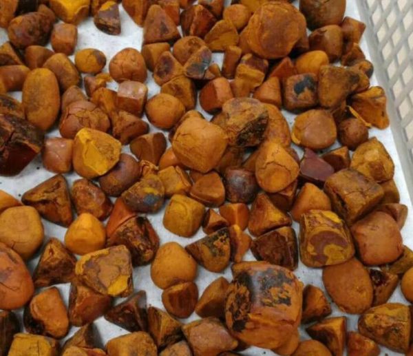 Buy-Ox-Cow-Gallstones-02-600x517
