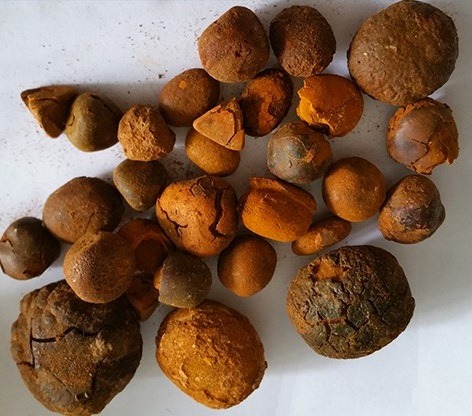 Buy-Ox-Cow-Gallstones-08