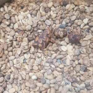 KOPI LUWAK ARABICA COFFEE (GREEN BEAN COFFEE)