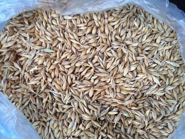 LG-Wheat-Grain-00016-600x450