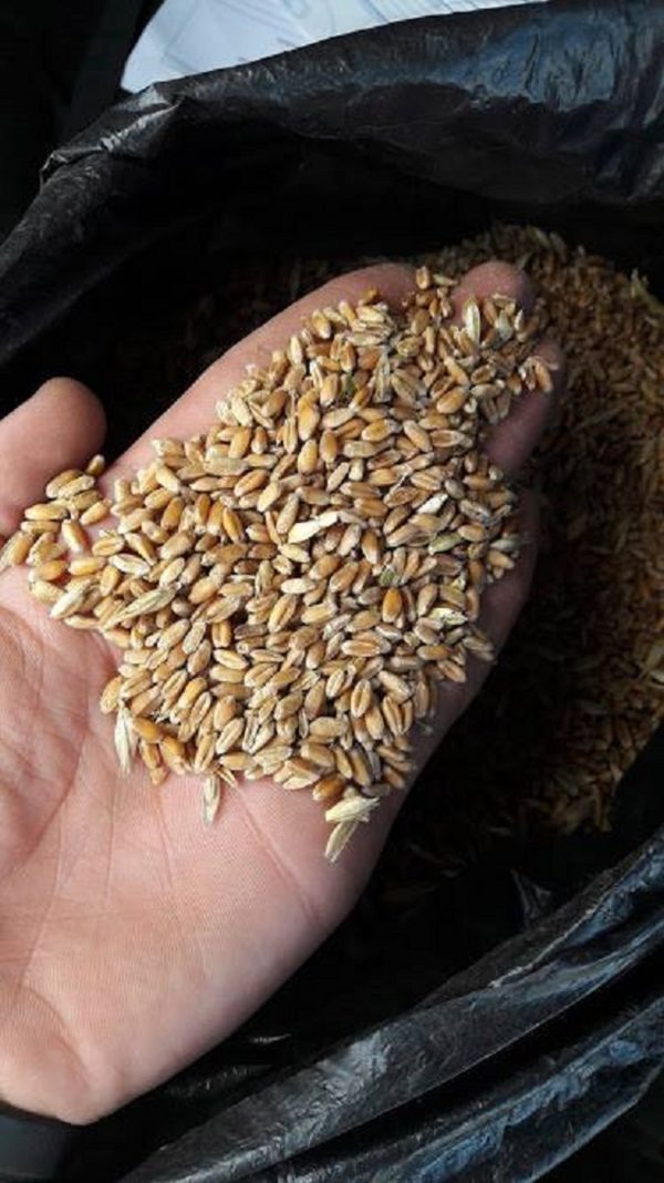 LG-Wheat-Grain-00017-600x1068