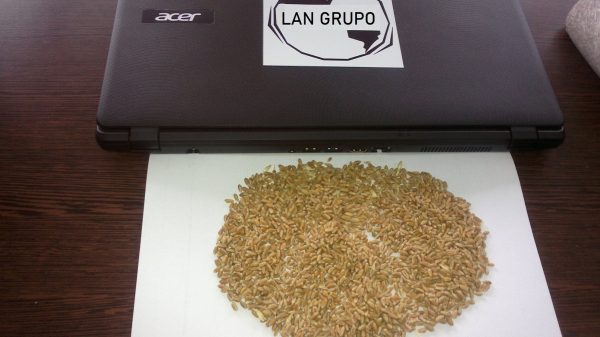 LG-Wheat-Grain-00018-600x337