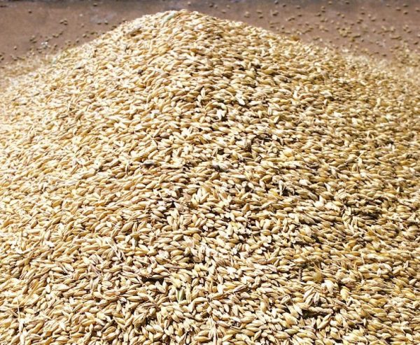 LG-Wheat-Grain-0008-600x493