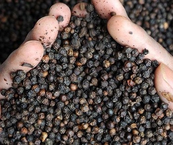 Whole-Black-Pepper-Wholesale